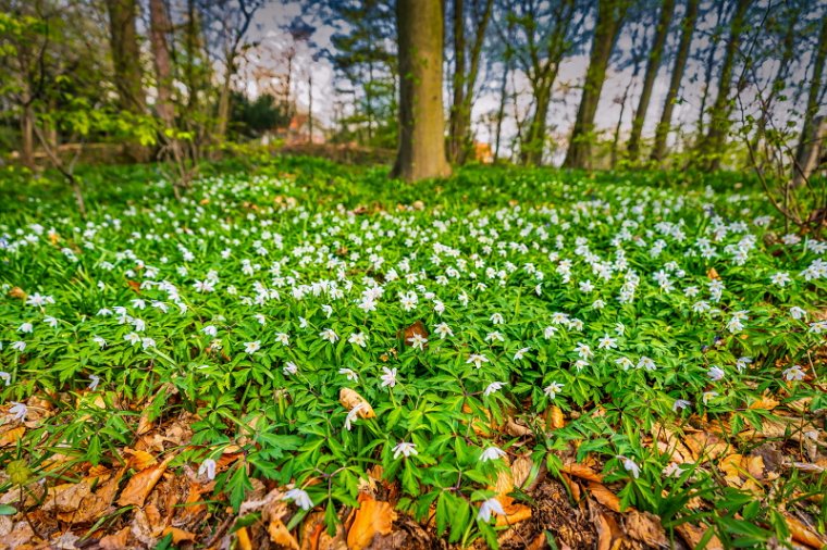 076 Hallerbos.jpg